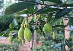 沉香果的功效和作用以及沉香果泡酒的的饮用效果_文玩鉴赏网